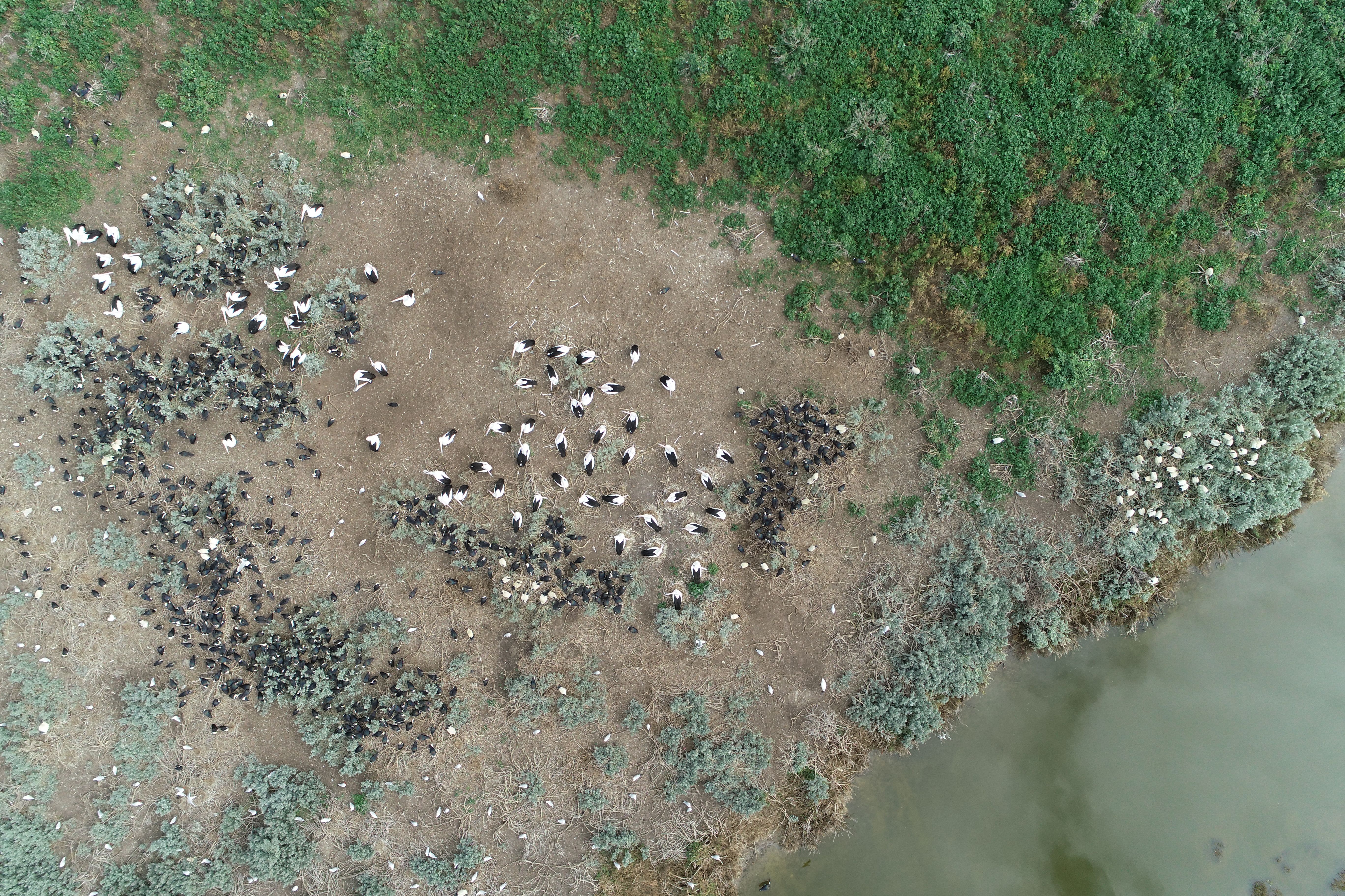 Drone photo of nesting birds