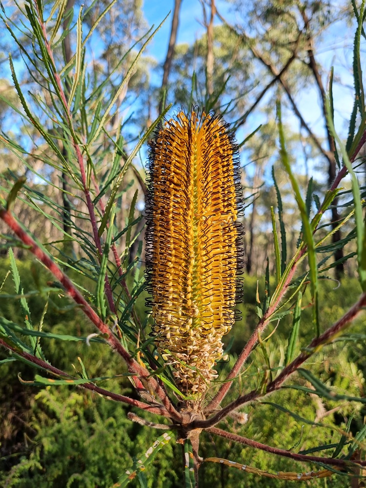 Banksia flower