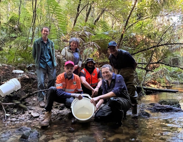 Release of West Gippsland Galaxias, with the involvement of GLaWAC (Gunaikurnai Land and Waters Aboriginal Corporation), Middle Creek Farm, Forest Fire Management Victoria, ARI and VFA. Photo by VFA