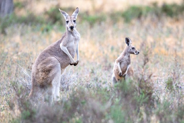 Red Kangaroos - photo by Justin Cally