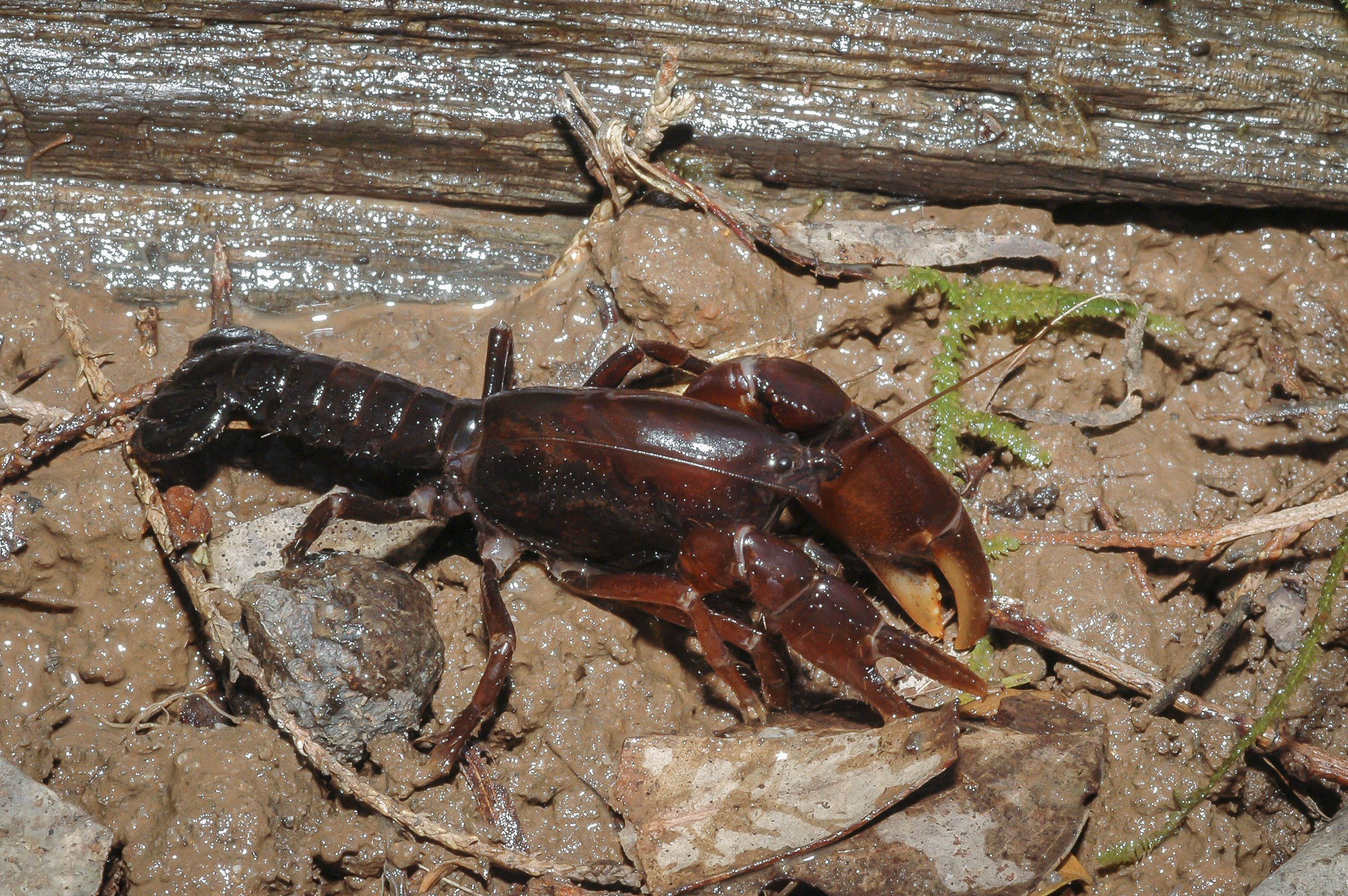 Mallacoota Burrowing Crayfish