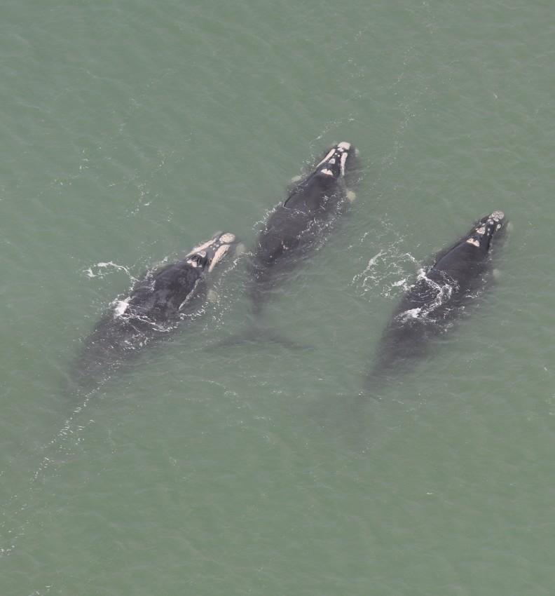 Aerial photograph of three southern right whales