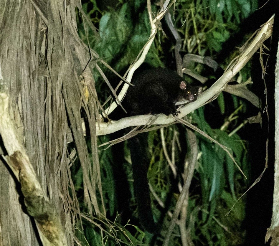 Image of a Greater Glider in a tree