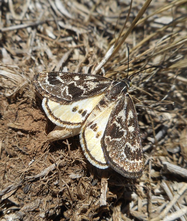 The threatened Golden Sun Moth is present in a number of reserves formed under the MSA