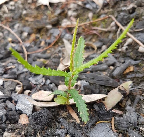 Banksia spinulosa seedling