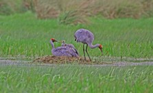 Brolga with chick - Bob McPherson