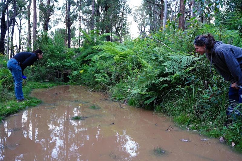 Surveying for Watson's Tree Frog tadpoles