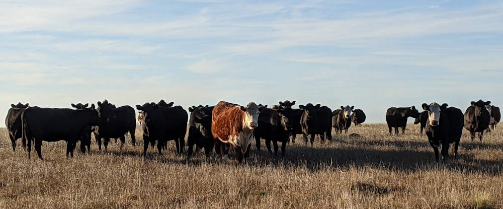 Cattle on private land