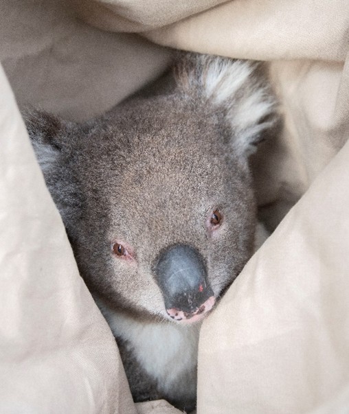 Koala in blanket 