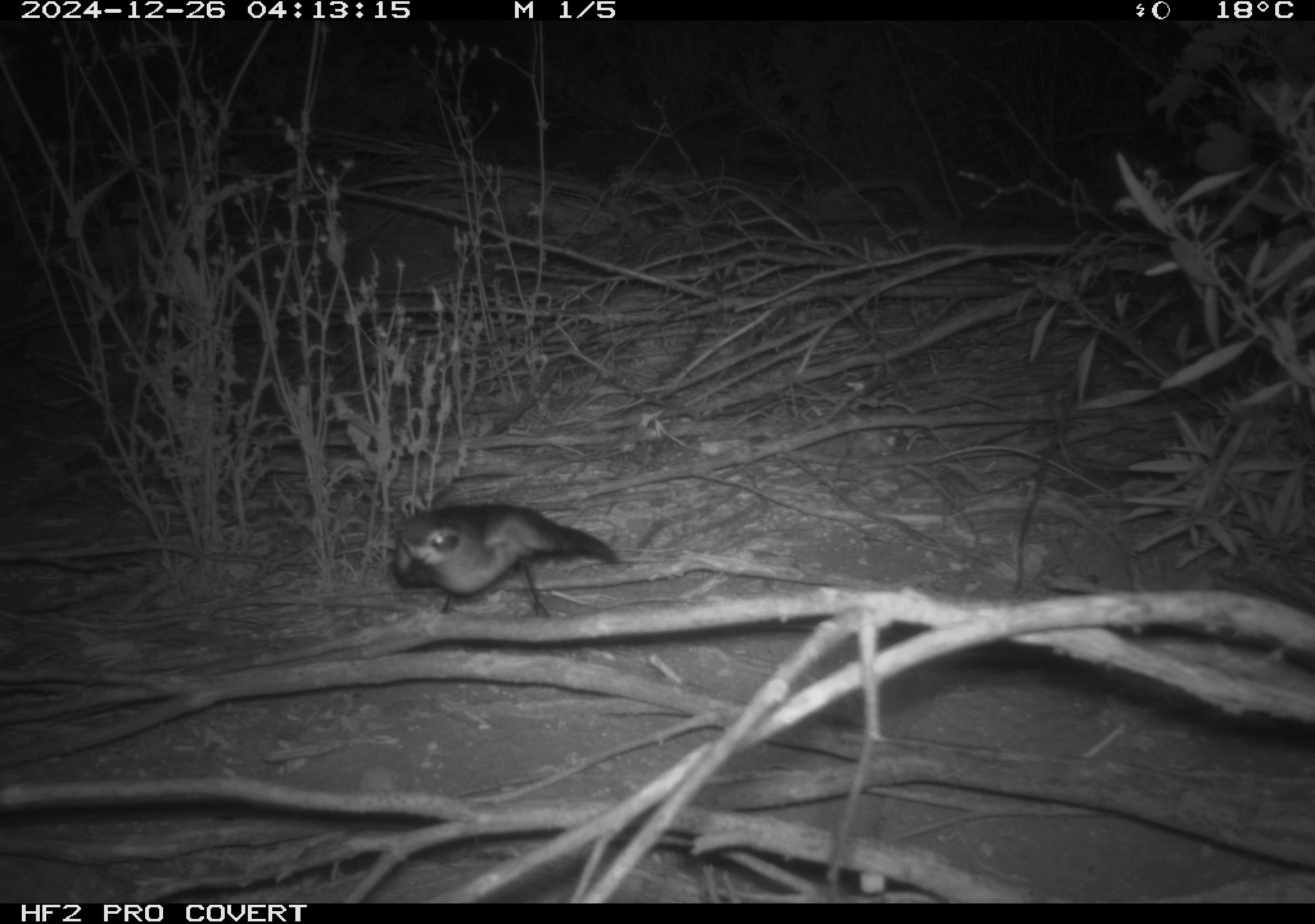 White-faced Strom-Petrel captured on camera trap