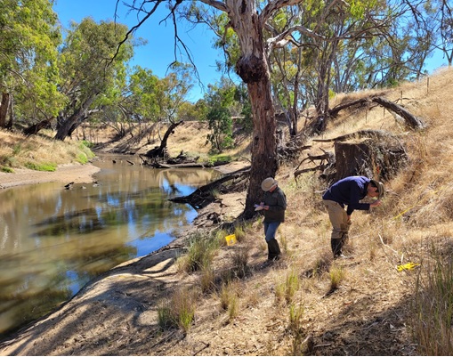 A vegetation survey along the Campaspe River