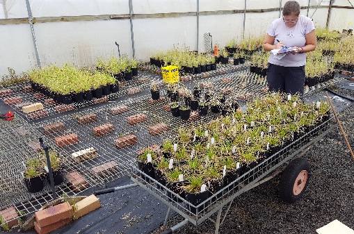 Nursery experiment