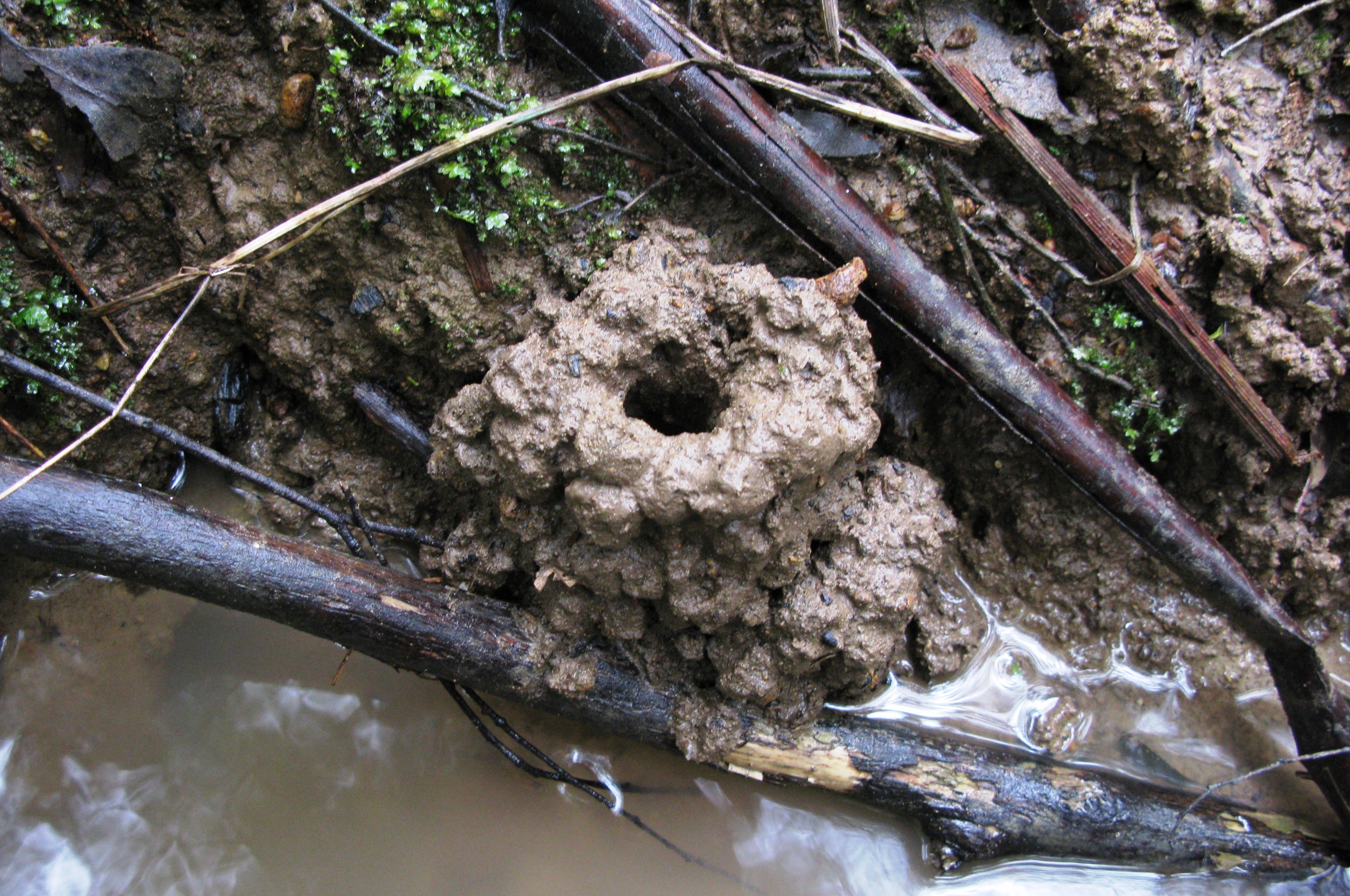 Narracan Burrowing Crayfish burrow