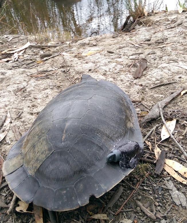 A Murray River turtle with a radio-tacking tag attached to its shell