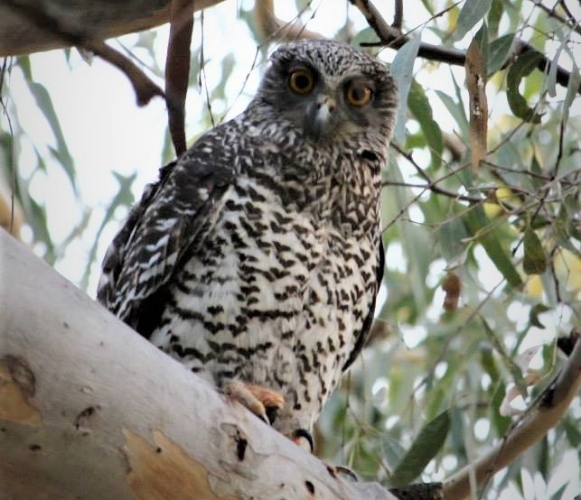 Image of a Powerful Owl in a tree