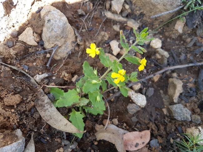 Yellow flower