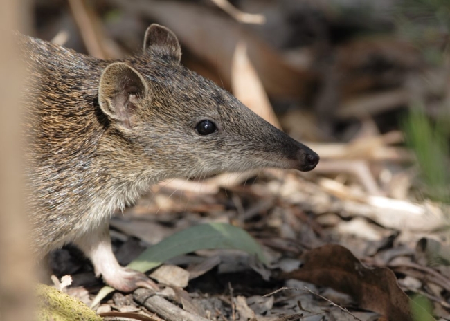 a southern brown bandicoot