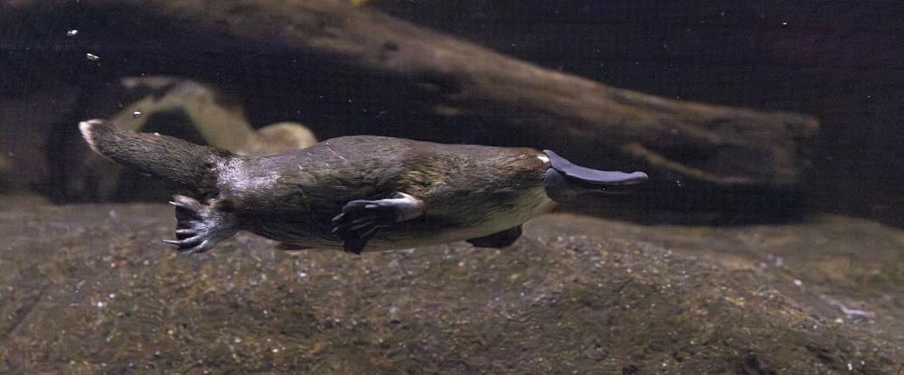 Platypus at Melbourne Zoo - photo by Zoos Victoria