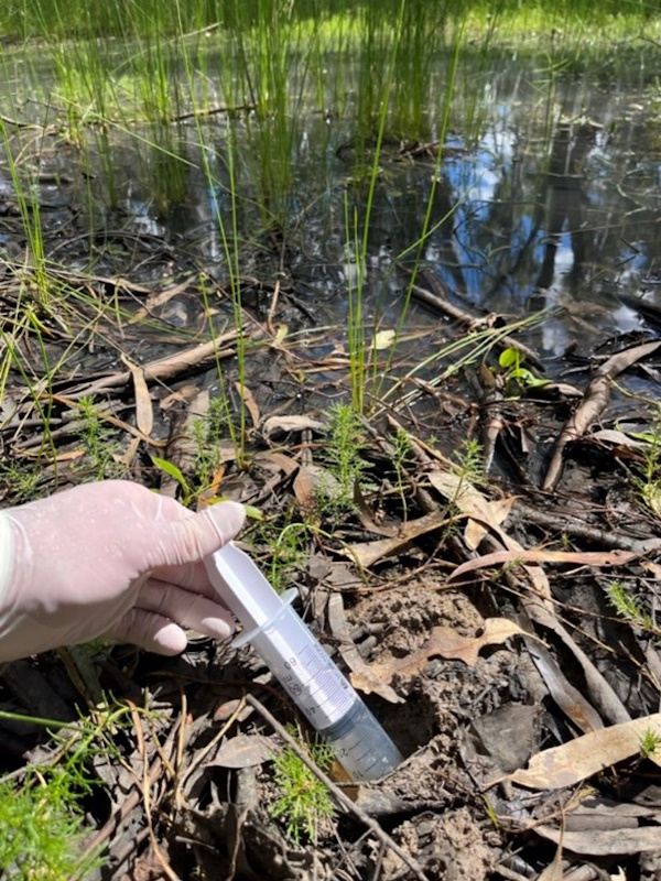 Using a syringe to collect an eDNA sample from a crayfish burrow.
