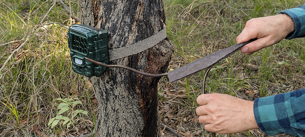 Attaching camera trap to tree