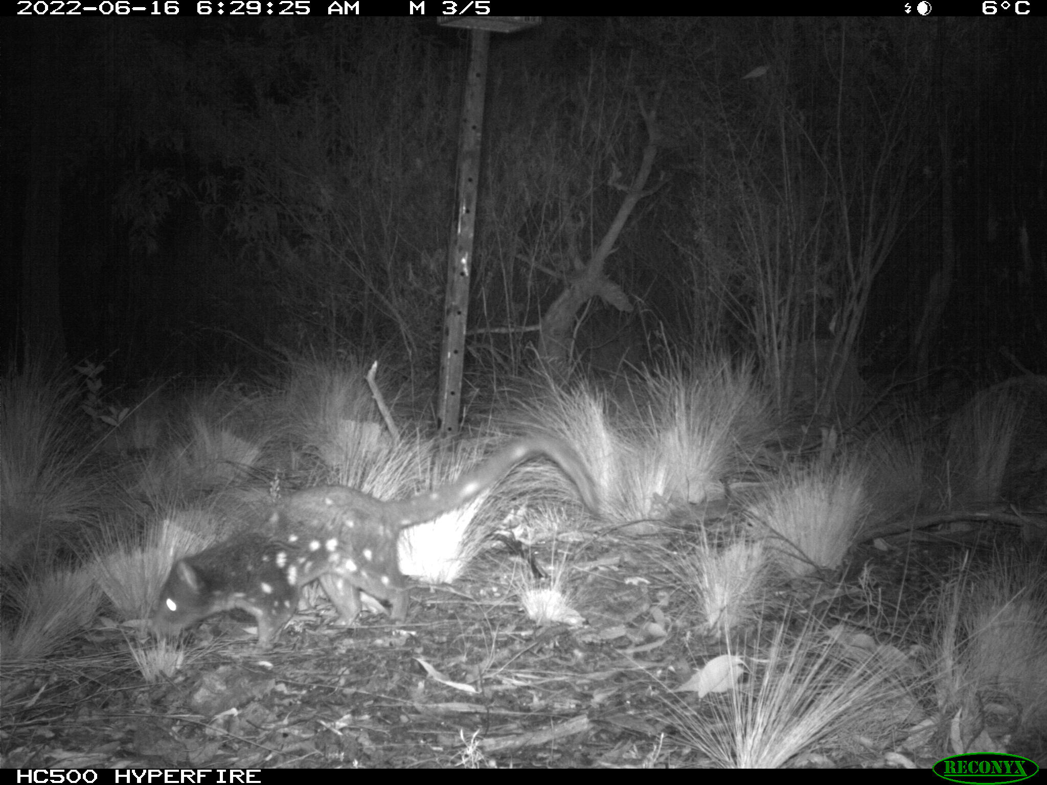 Spotted-tailed Quoll 