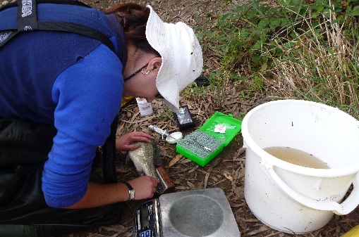 Measuring a fish