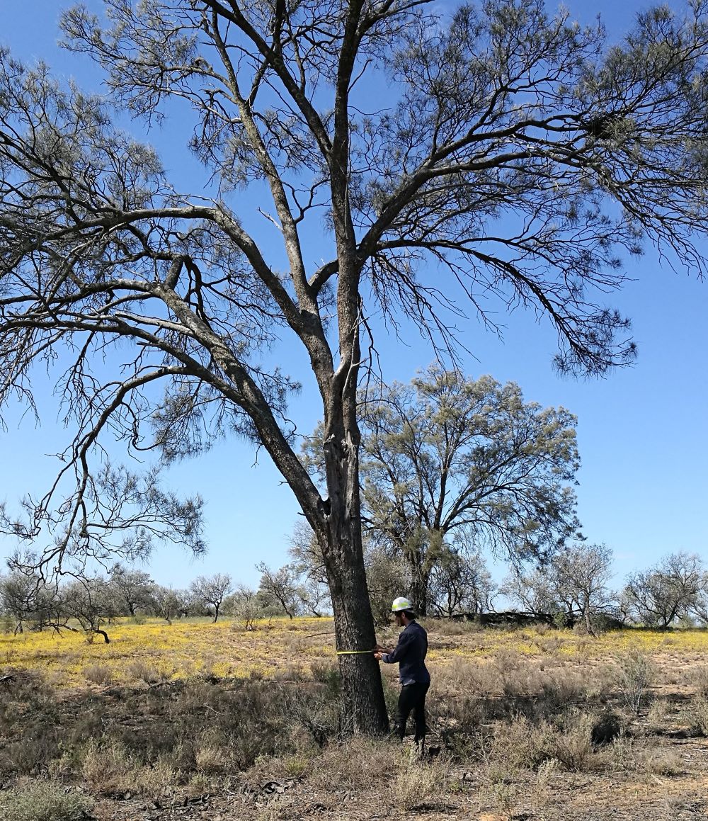 Measuring Buloke trunk size within Murray-Sunset National Park.  