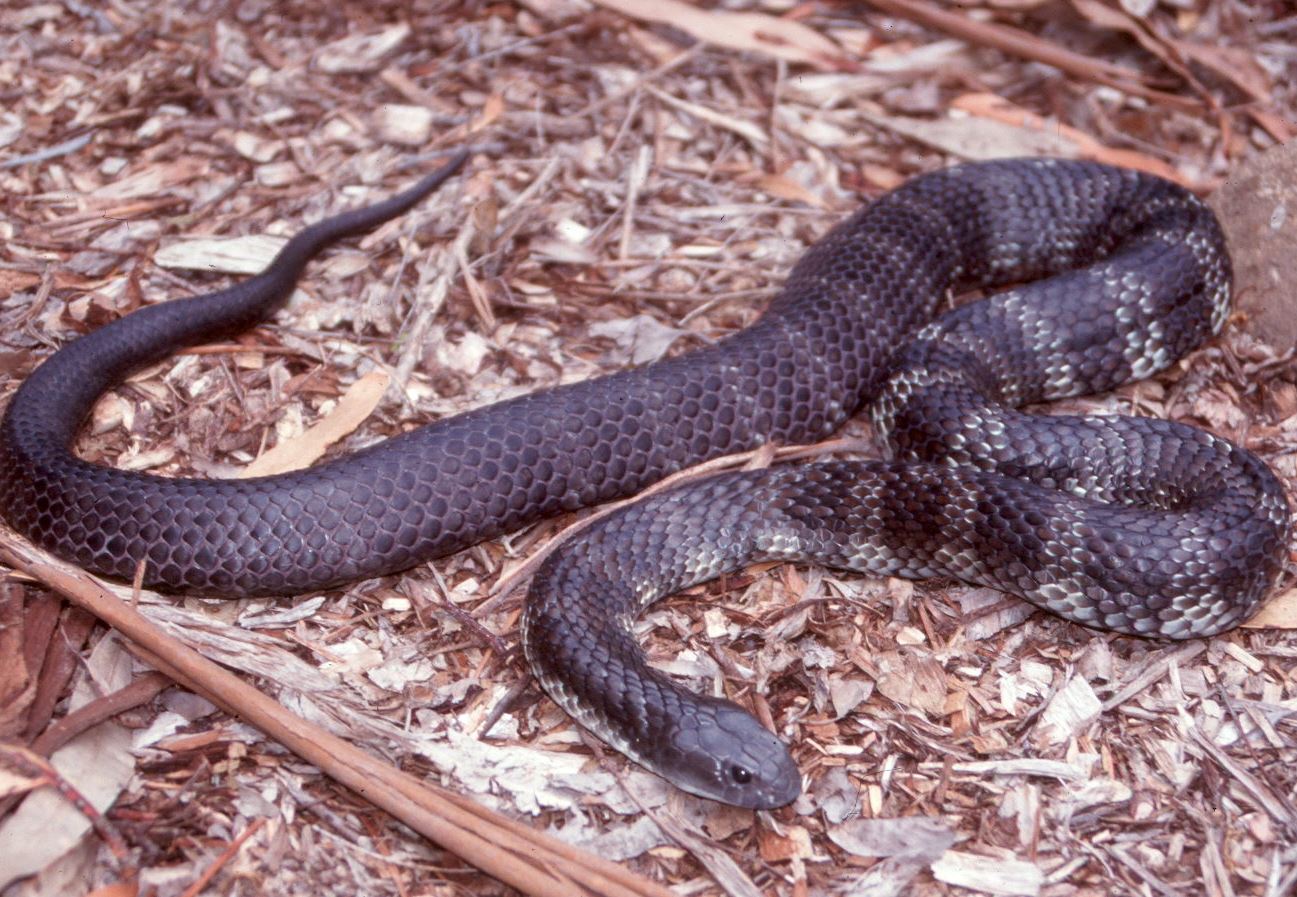 A Tiger Snake, one of a number species that will contribute to the venom bank