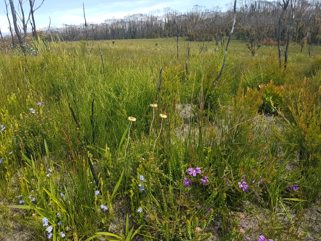 Heathland with grasses and some burnt trees