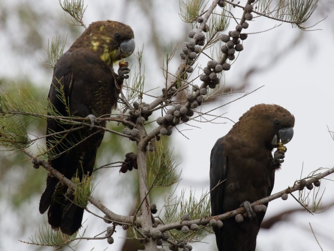 Glossy Black-Cockatoos feeding