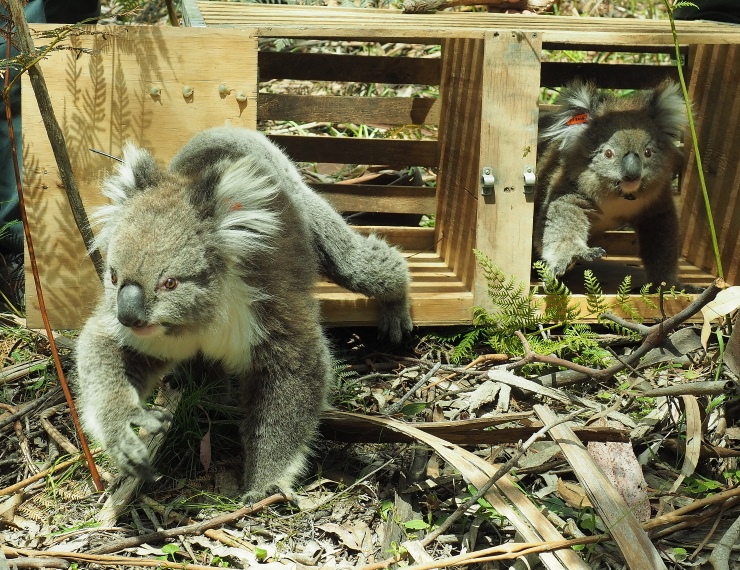 Translocated koalas being released into Tallarook State Forest