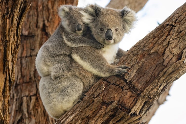 Koala (Phascolarctos cinereus) by Justin Cally