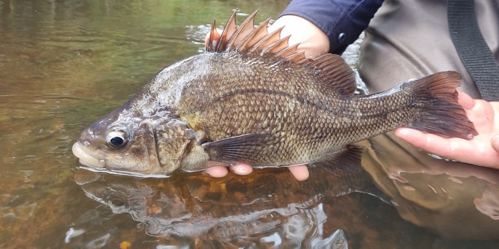 Macquarie Perch release
