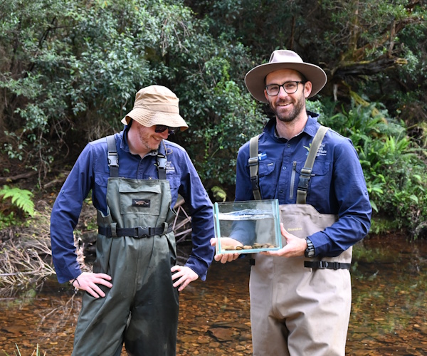 Morokia Galaxiid Release-WillandHenry