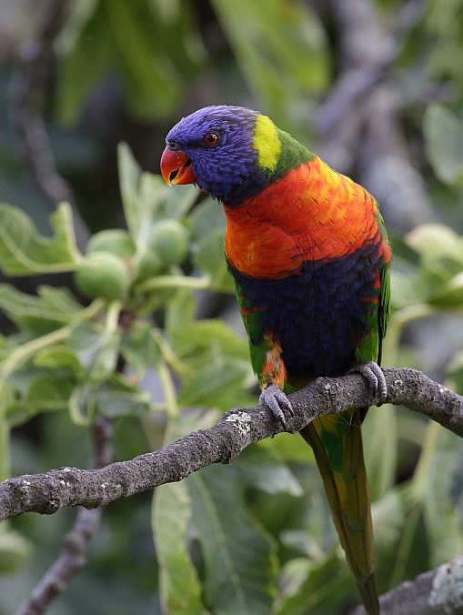A citizen science project is monitoring Rainbow Lorikeets in Victoria