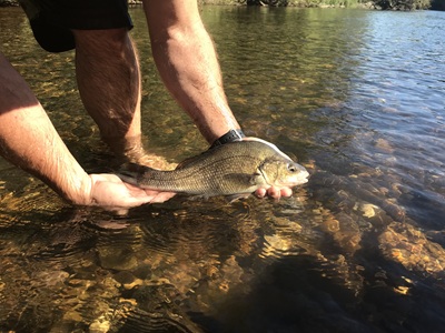 Macquarie Perch being put back in water