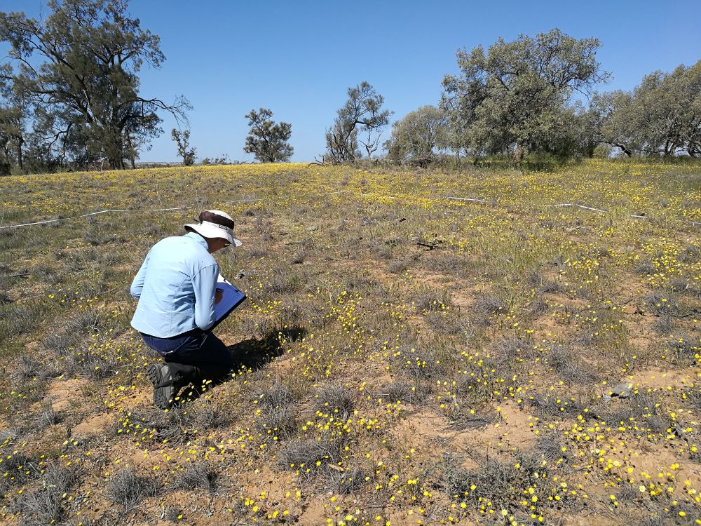 Assessing the ground layer plant cover in a Buloke woodland.