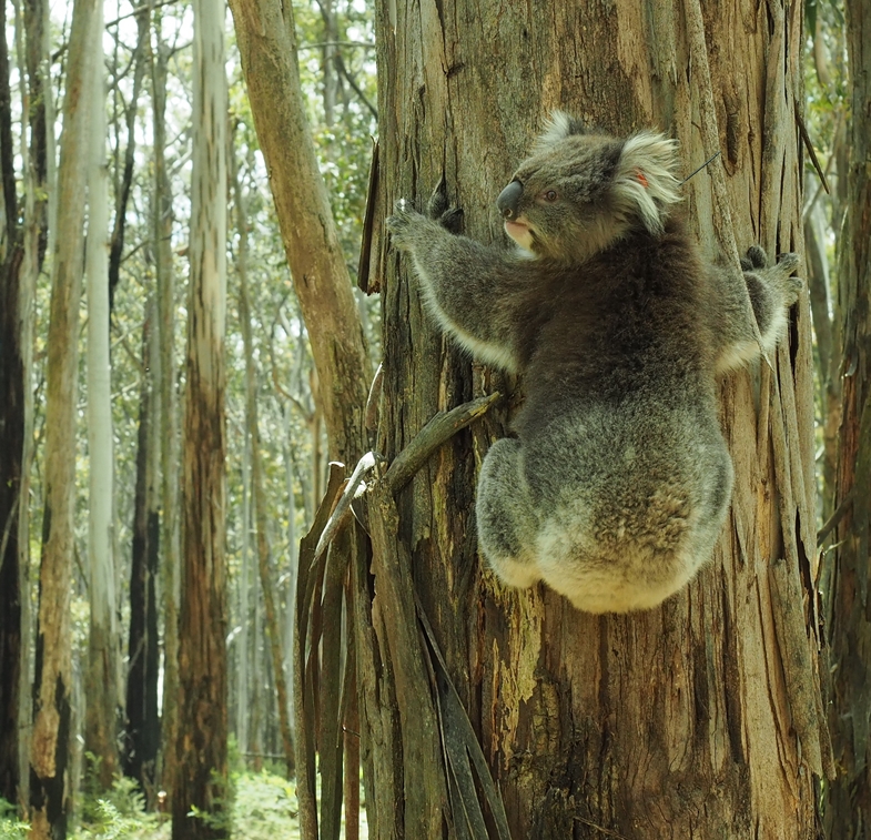 A newly translocated Koala exploring it's new habitat