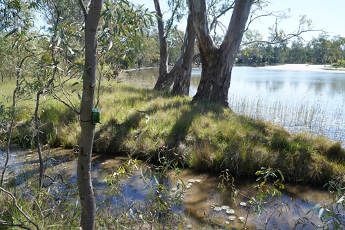 Audiomoth for frog monitoring