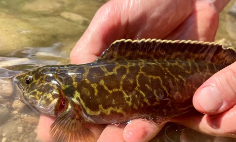 Two-spined Blackfish