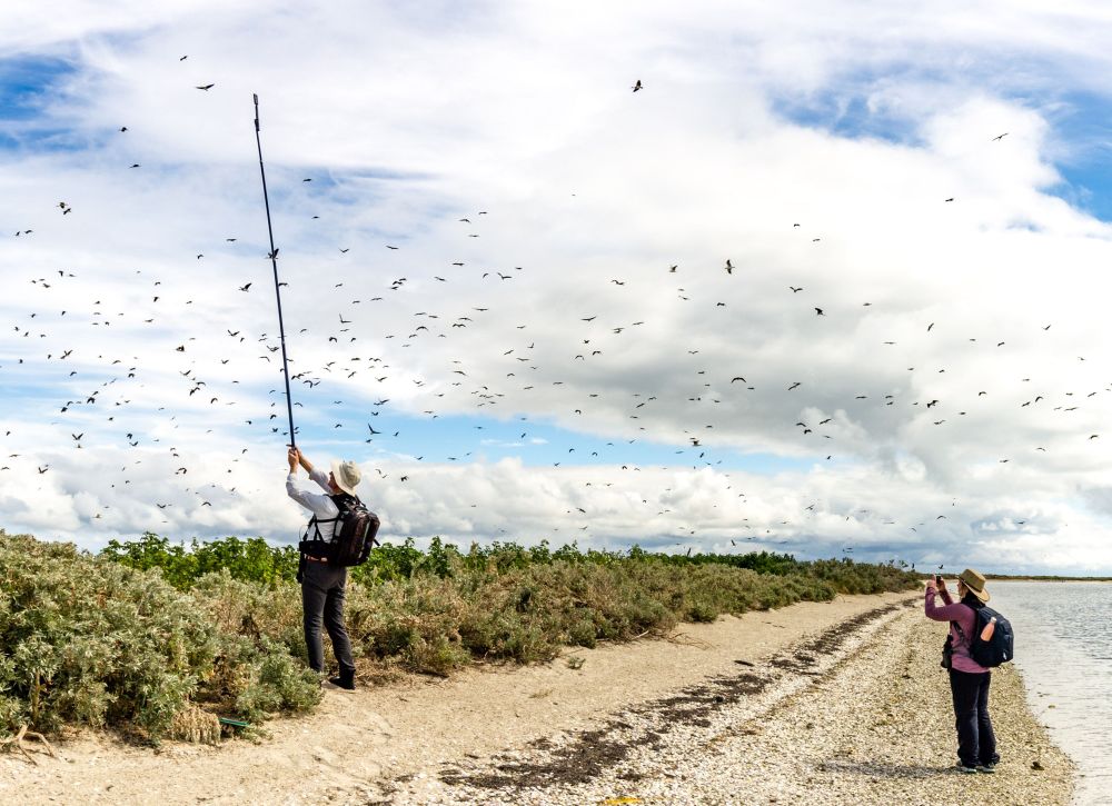 Bird survey on Mud Island