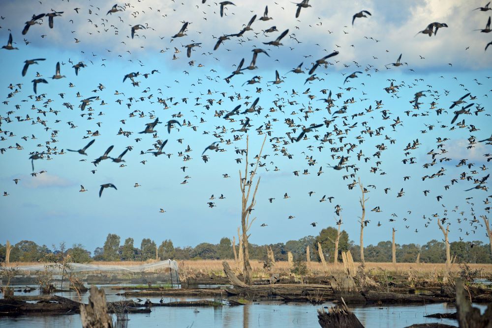 Flock of Grey Teal in a wetland