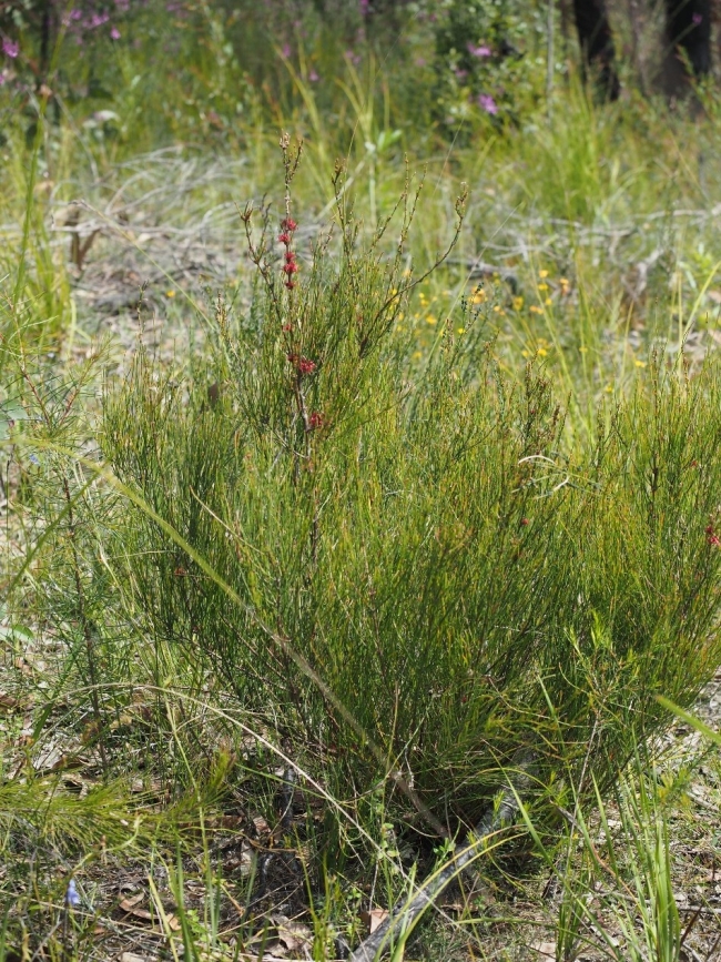 A young Black Sheaok bush regenerating