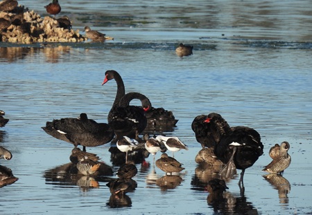 Waterbirds in a wetland