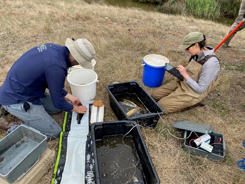 Measuring fish on a survey
