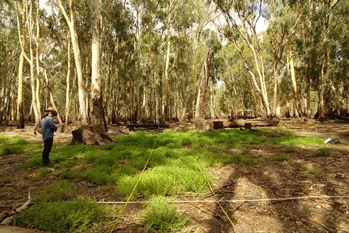 Vegetation survey