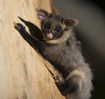 Yellow-bellied glider (Petaurus australis) by Justin Cally