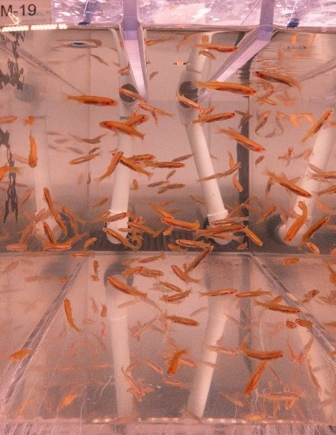 Moroka Galaxias fry at the Conservation Hatchery (Photo: Marcia Riederer, DEECA)