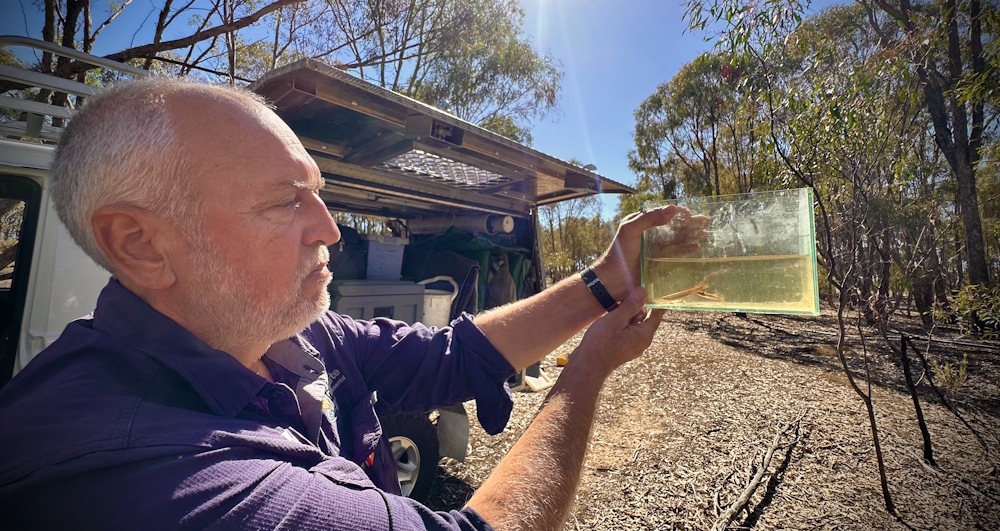 Tarmo Raadik with Flat-headed Galaxiids