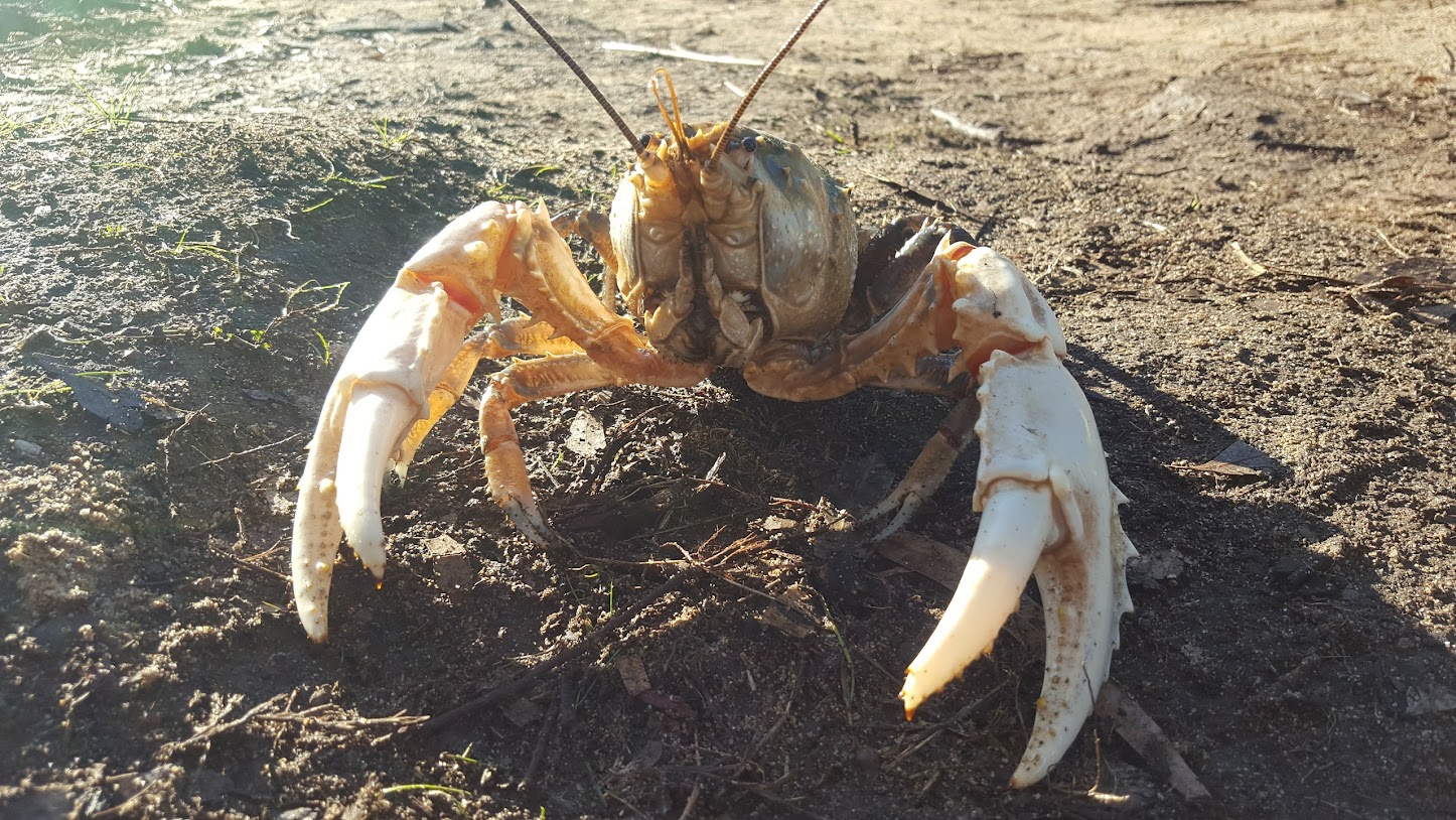 A Murray Spiny Crayfish